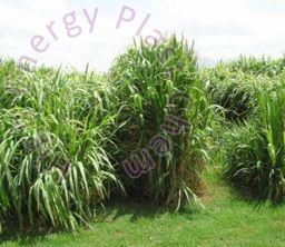 Napier Grass