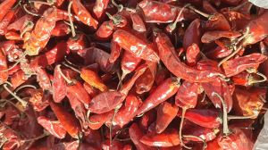 IPM Tepa Red Chilli