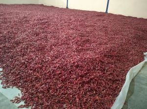 IPM Tepa Red Chilli