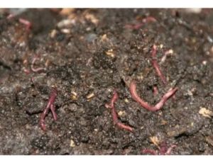 Organic Vermi Compost