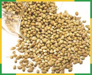 Coriander Seeds