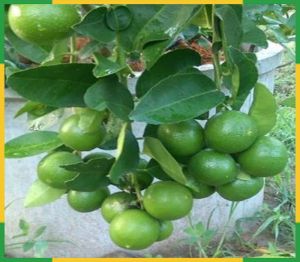 Green Lemon