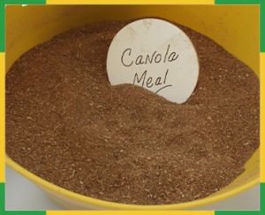 Rapeseed Meal