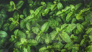 Mint Leaf