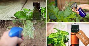 Mint Oil