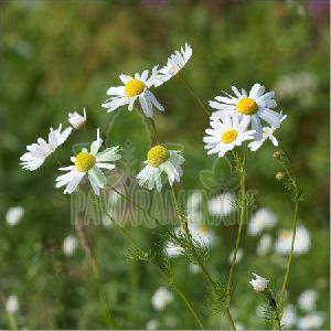Chamomile Flower Oil