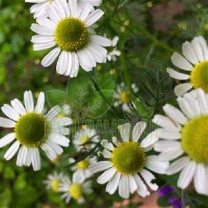 Chamomile Flower Oil