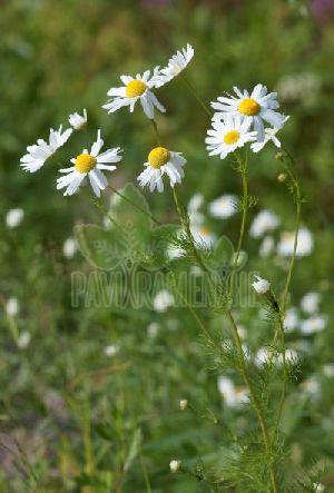 Chamomile Flower Oil