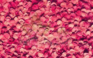 Dried Rose Petals