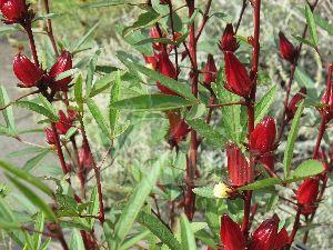 Hibiscus Sabdariffa