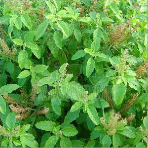 Holy Basil