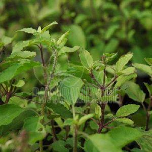 Holy Basil