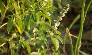 Holy Basil