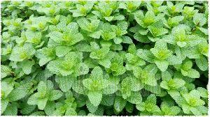 Mint Leaf