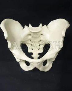 Female Pelvis Model