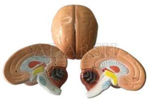 Human Brain Model