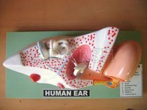 Human Ear Model