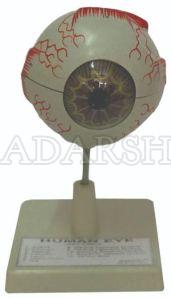 Human Eye Model