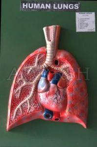 HUMAN LUNGS MODEL