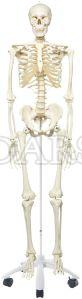 Human Skeleton Model