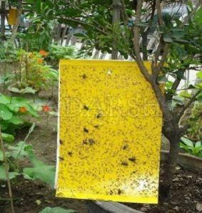 Yellow Sticky Trap