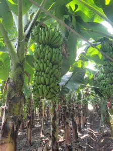 Cavendish Bananas