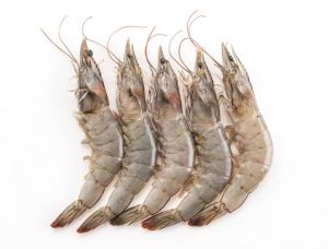 Fresh Frozen Prawn