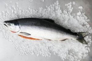 Frozen Salmon Fish