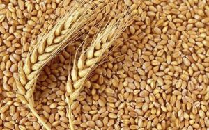 Natural Wheat Grain