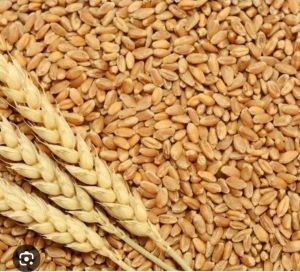 Wheat Grains