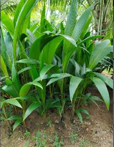 Well Watered Coconut Plant