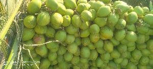 Fresh Green Tender Coconut