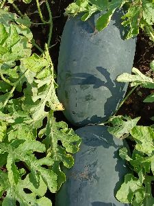 Fresh Watermelon