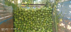 A Garde Green Tender Coconut