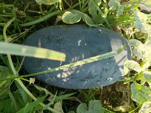A Grade Watermelon