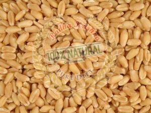 Indian Wheat Grain
