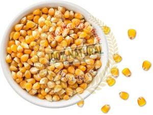 Oraginc Maize Seeds