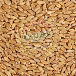 Sharbati Wheat Grain