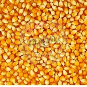 Yellow Maize Seeds