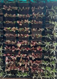 Gardening Service