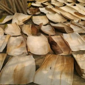 Raw Areca Leaf