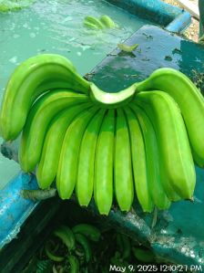 Green Bananas