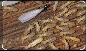 Anti Turmeric Treatment Service