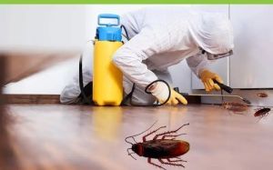 Cockroach Pest Control Service