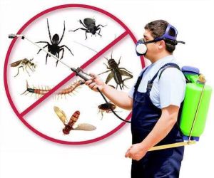 Commercial & Industrial Pest Control Service