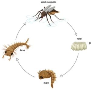 Mosquito Measure Anti Larval Treatment Service