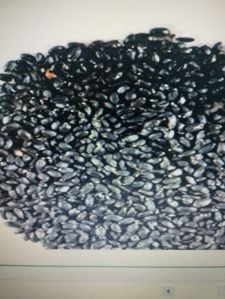 Organic Tulsi Seeds