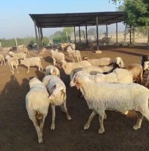 Live Sheep for Meat