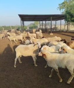Live Sheep for Meat