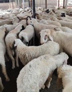 Live Sheep for Meat